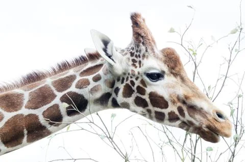 Giraffe feeding Stock Photos