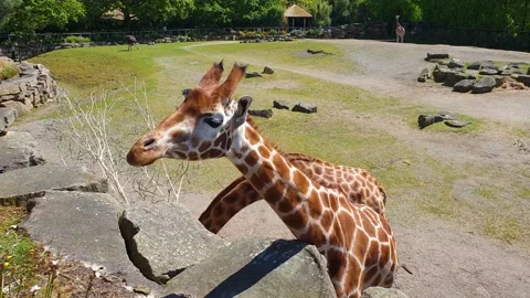 A Giraffe feeding on small flowers. Stock Footage 154359484