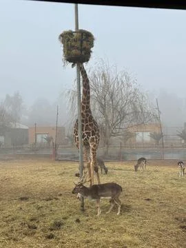 Giraffe Feeding from a Tall Source Stock Photos