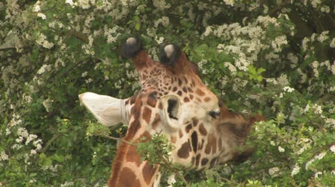 GIRAFFE Feeding from a TREE Close-up 2 Sequence Shot Video stock 22875701