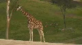 Giraffe Feeding from Tree HD Footage