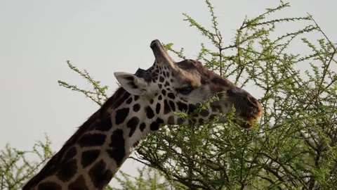 Giraffe Feeding On A Tree Stock Footage 327096114
