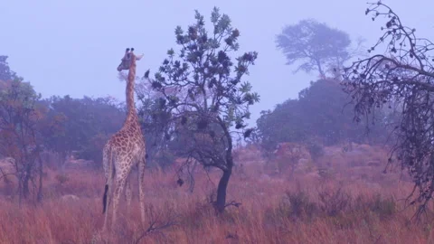 A giraffe feeds on a tree in a misty landscape at a South African game reserve Stock Footage 135594779