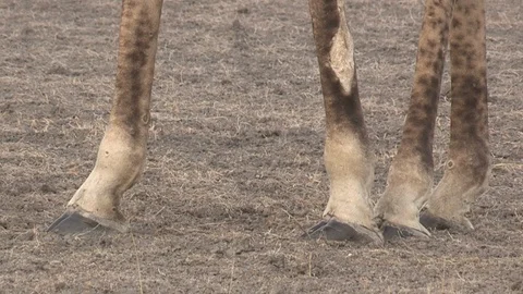 Giraffe feet standing Video stock 98377850
