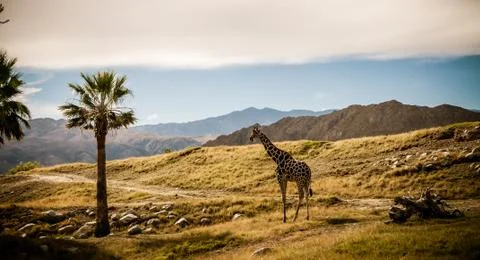 Giraffe in the field Фото