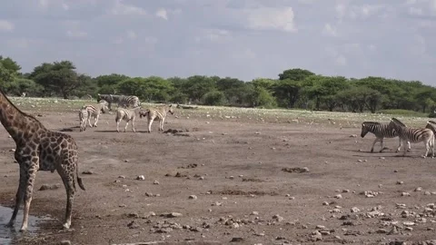 Giraffe finishes; camera frames zebras and other animals around Stock Footage 319960757