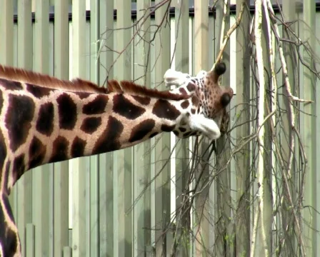 Giraffe Vídeo Stock 345625