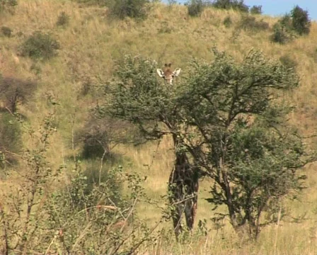 Giraffe Video stock 558425