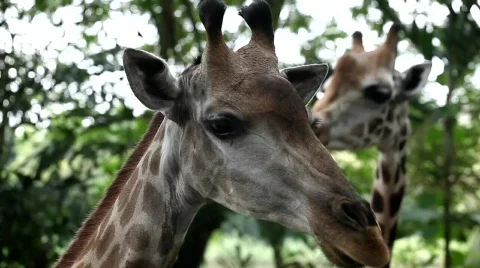 GIRAFFE Stock Footage 627733