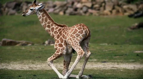 Giraffe Video stock 701940