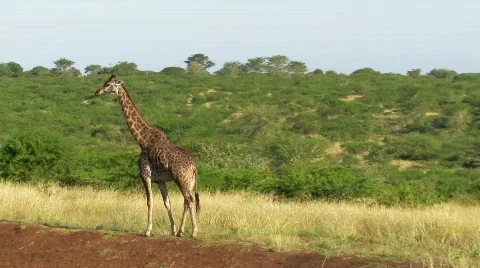 Giraffe Stock Footage 797854