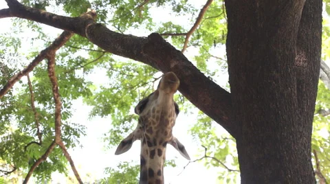 Giraffe Stock Footage 3859846