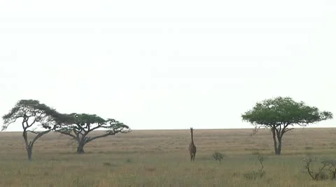 Giraffe Stock Footage 10594134