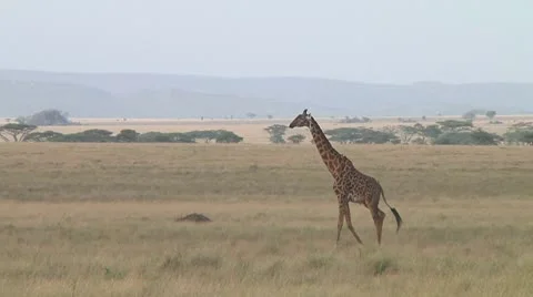 Giraffe Stock Footage 10700673