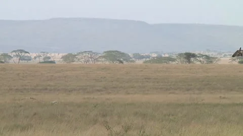 Giraffe Stock Footage 10700693