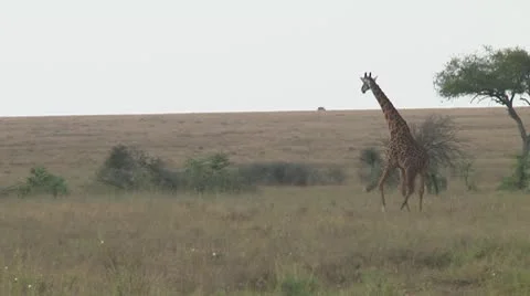 Giraffe Video stock 10700999