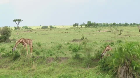 Giraffe Stock Footage 10721731