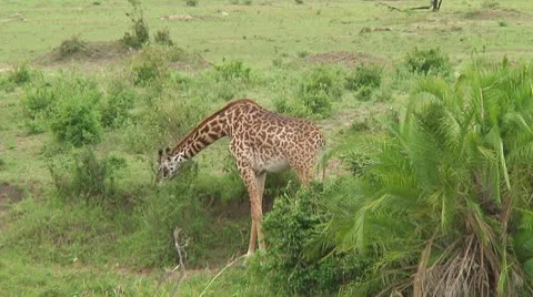 Giraffe Stock Footage 10721751