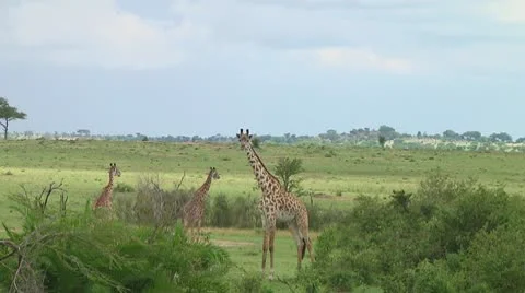 Giraffe Video stock 10721772