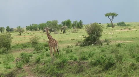 Giraffe Stock Footage 10721801