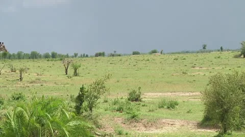 Giraffe Stock Footage 10721816