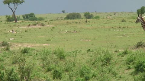 Giraffe Stock Footage 10721824