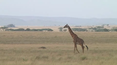 Giraffe Stock Footage 10721834
