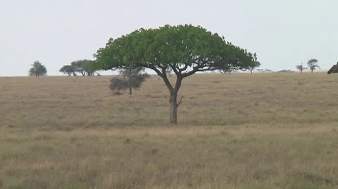 Giraffe Stock Footage 10721849