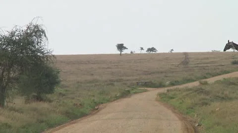 Giraffe Stock Footage 10721866