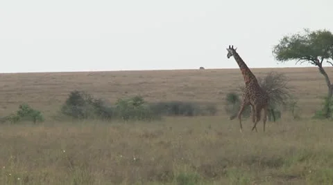 Giraffe Stock Footage 10721872