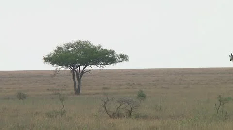 Giraffe Video stock 10721887