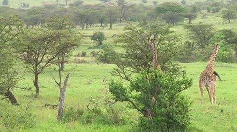 Giraffe Stock Footage 10721910