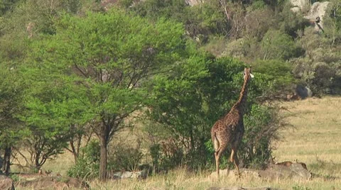 Giraffe Stock Footage 10721972