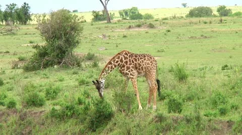 Giraffe Stock Footage 10749860