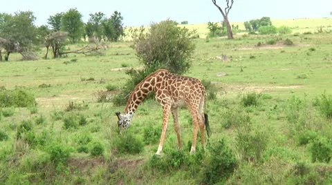 Giraffe Stock Footage 10749867
