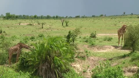 Giraffe Stock Footage 10749883