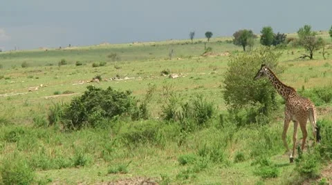 Giraffe Stock Footage 10749908