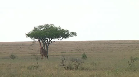 Giraffe Stock Footage 10749929