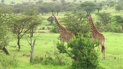Giraffe Stock Footage 10749963