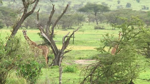 Giraffe Stock Footage 10750002