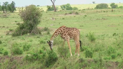 Giraffe Stock Footage 10756199