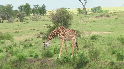 Giraffe Stock Footage 10756206