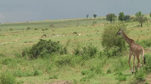 Giraffe Stock Footage 10756236