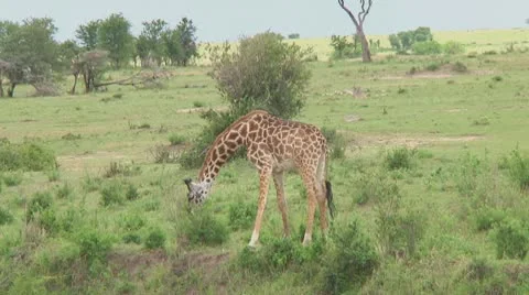 Giraffe Stock Footage 10758978
