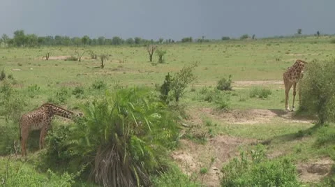 Giraffe Stock Footage 10759005