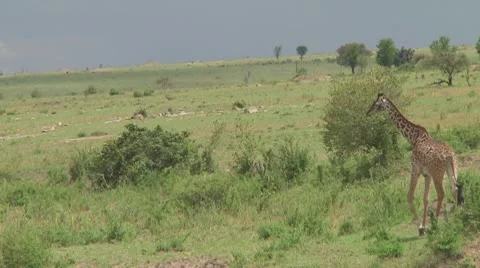 Giraffe Stock Footage 10759025