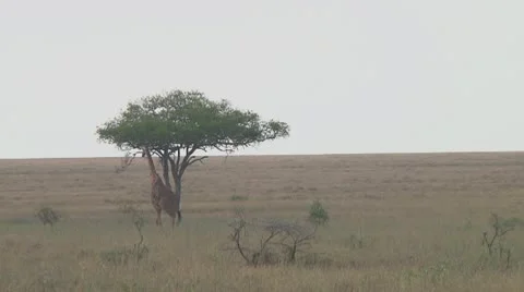 Giraffe Stock Footage 10759035