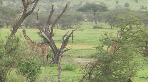 Giraffe Stock Footage 10759106