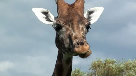 GIRAFFE Stock Footage 10807563