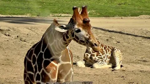 Giraffe Stock Footage 10860640